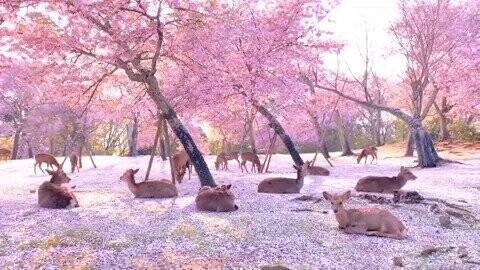 Стадо оленей отдыхает среди вишневых деревьев в городе Нара, Япония
