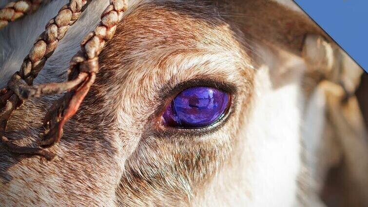 Зимой глаза северных оленей становятся синими, чтобы они могли лучше видеть в условиях слабого освещения