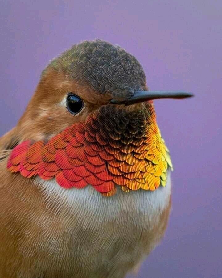 Охристый колибри с золотисто-красными переливающимися перышками