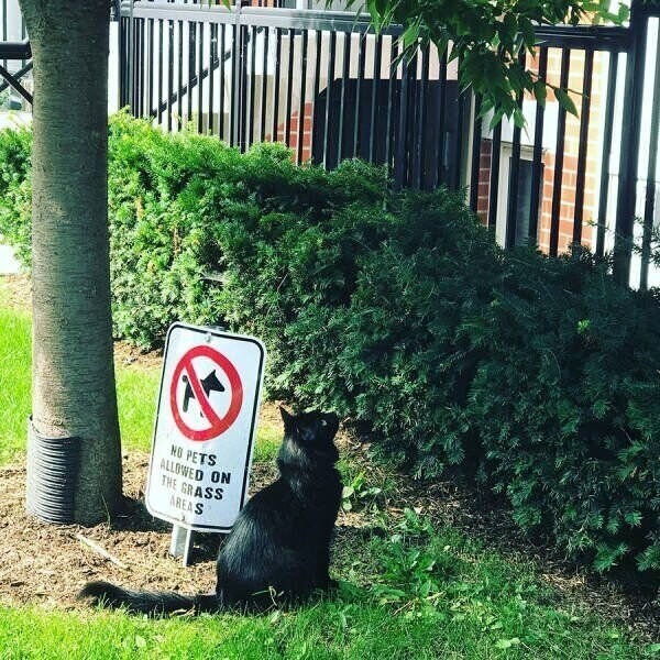 Котовсячина на утро глядя