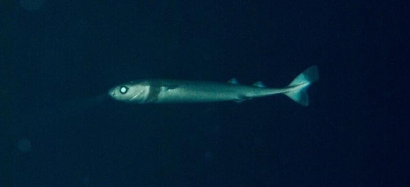 Светящаяся акула: Паразит экстремального уровня. Эта малявка питается крупными акулами и китами!