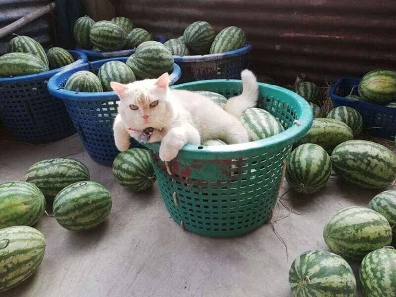 Сердитый кот-охранник с арбузной фермы