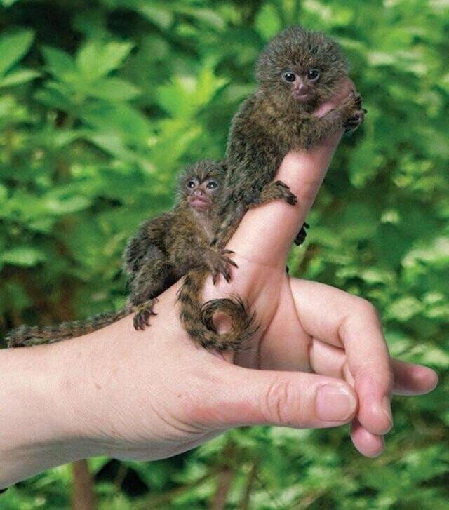 Фотоподборка со всякими зверушками