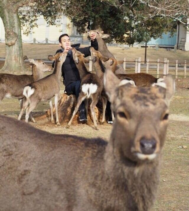 Фотоподборка со всякими зверушками