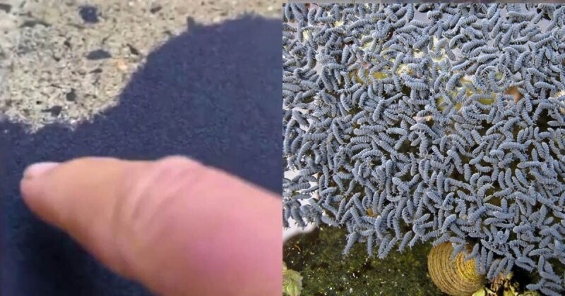 Австралийка нашла во дворе необычный подвижный "песок", который оказался насекомыми
