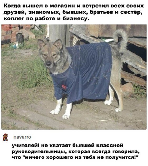 Прикольные и смешные картинки