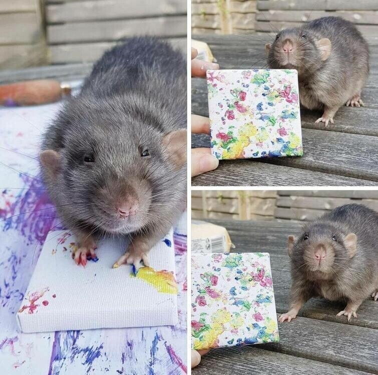 Картина, которую крыска нарисовала своими лапками