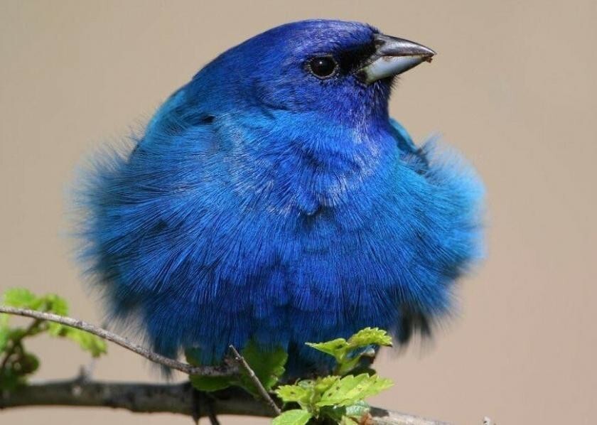 Индиговый кардинал: Синяя птичка из Angry Birds в реальности. Какая она?