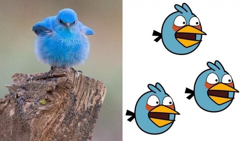 Индиговый кардинал: Синяя птичка из Angry Birds в реальности. Какая она?