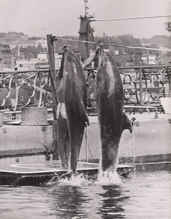 Севастопольский дельфинарий, Севастополь 1989 год, 