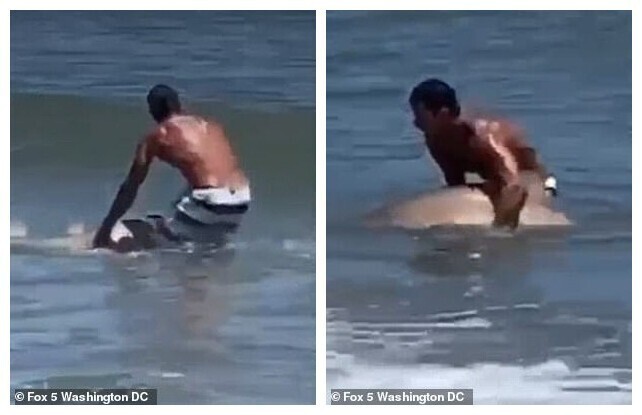 Отдыхающий на пляже поймал акулу голыми руками