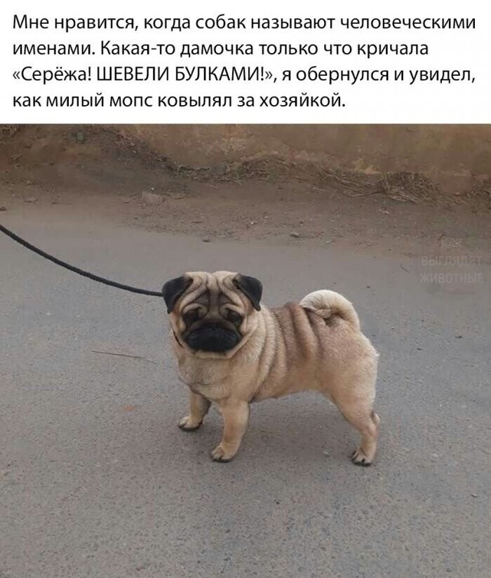 Хохотальня