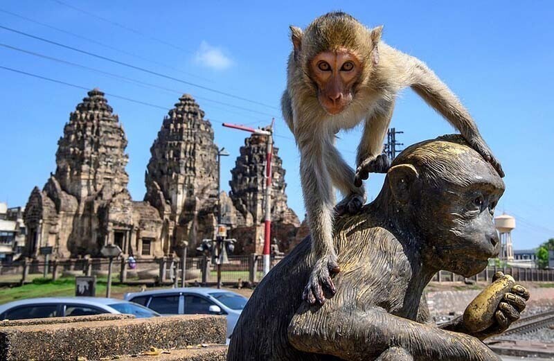 Планета обезьян: люди пытаются вернуть утраченный тайский город