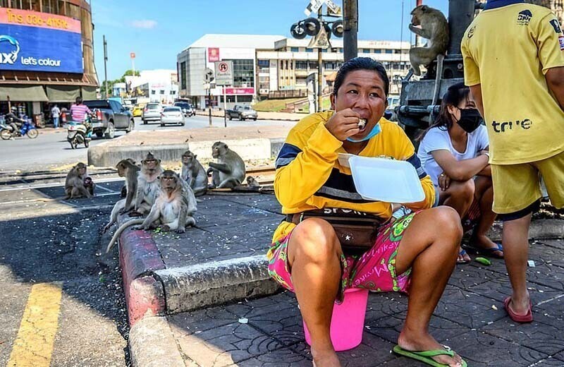 Планета обезьян: люди пытаются вернуть утраченный тайский город