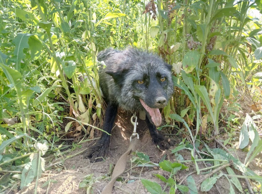 Покопал земельку