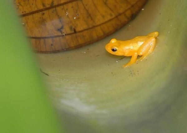 Золотая лягушка (Anomaloglossus beebei)
