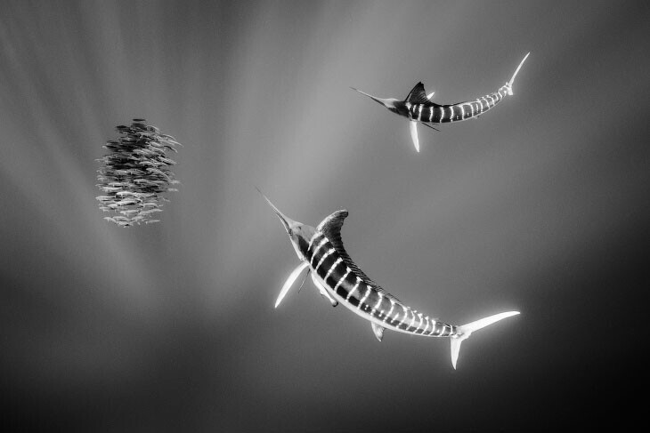 Самая быстрая рыба в мире. Парусник является активным хищником и может развивать скорость до 100 км/ч. (Фото Christian Vizl Mac Gregor/2020 Hamdan International Photography Award):