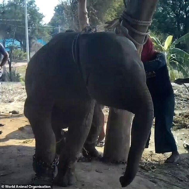 Видео: Как в Таиланде дрессируют молодых слонов и учат их покорности