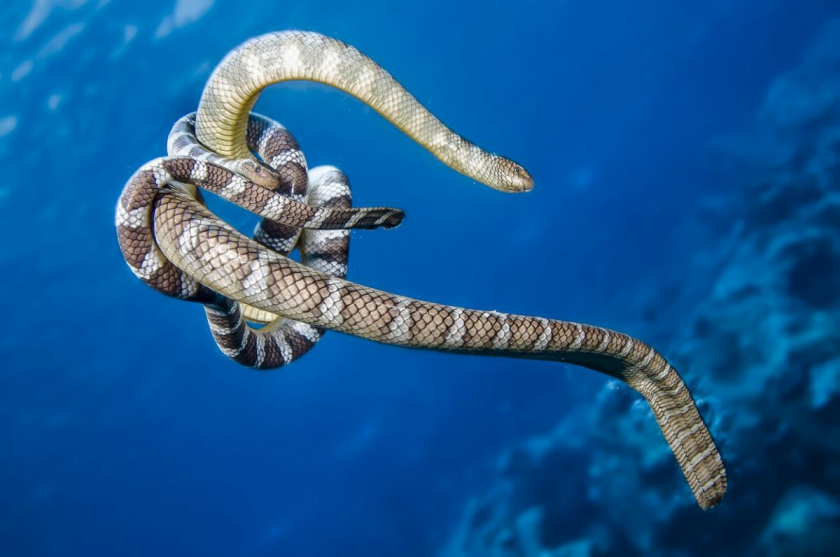 Морские змеи: Ультратоксичный яд в 50 раз сильнее, чем у кобры. Пачка слонов одним укусом отправляется к Посейдону