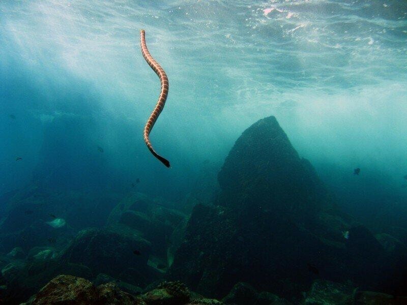 Морские змеи: Ультратоксичный яд в 50 раз сильнее, чем у кобры. Пачка слонов одним укусом отправляется к Посейдону