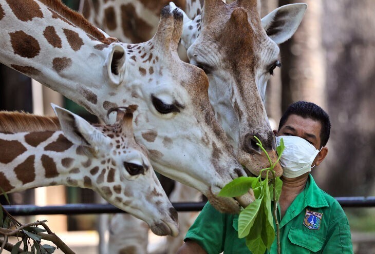 Главное — не заразить жирафа в Джакарте, Индонезия, в среду, 17 июня 2020. (Фото Dita Alangkara):