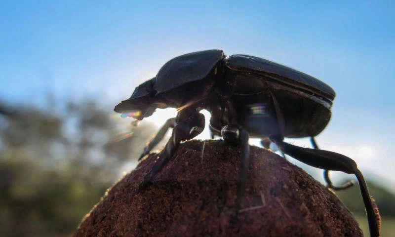 Священный скарабей: Правда ли, что жуки из фильма «Мумия» залезают под кожу?