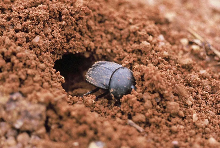 Священный скарабей: Правда ли, что жуки из фильма «Мумия» залезают под кожу?
