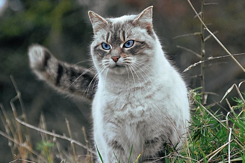 Чем уличный кот отличается от домашнего