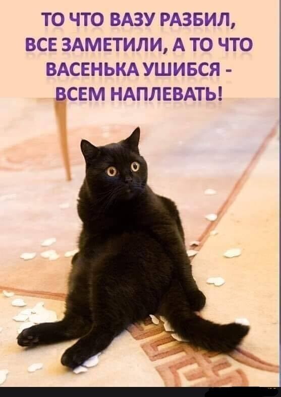 Смешные картинки от Чёрный кот за 28 июня 2020 17:45