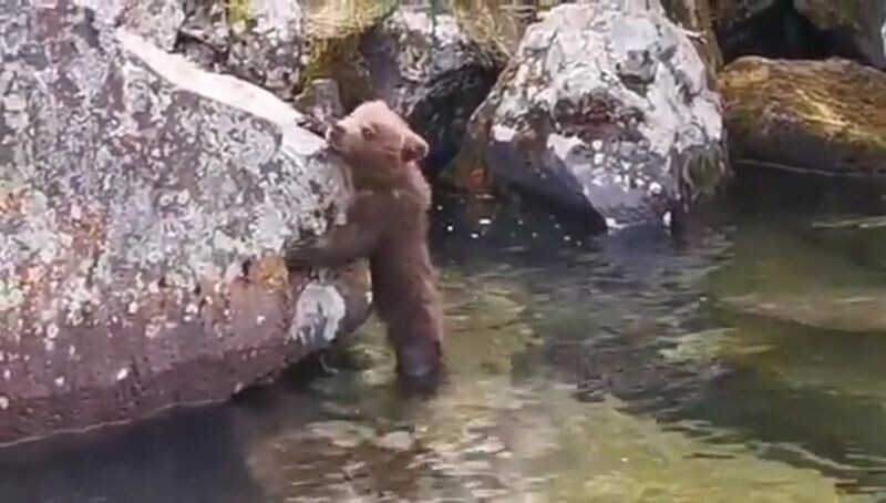 Знакомство с водой потерявшего маму медвежонка