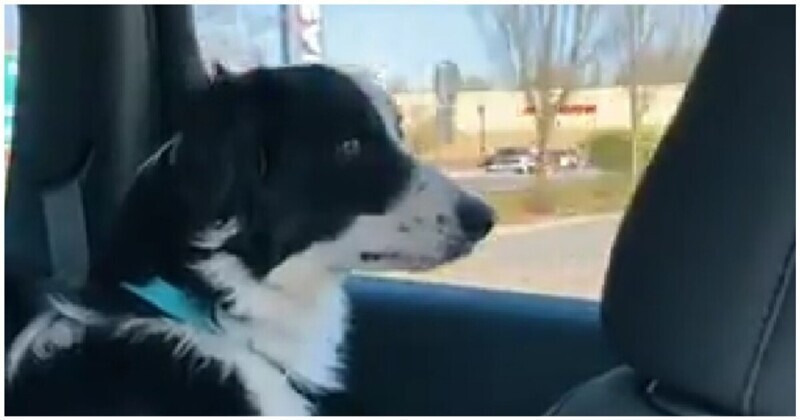 Собака пытается съесть проезжающие мимо машины