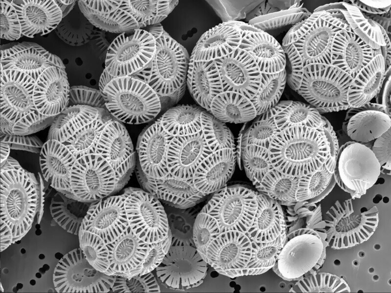 Частицы мела под микроскопом