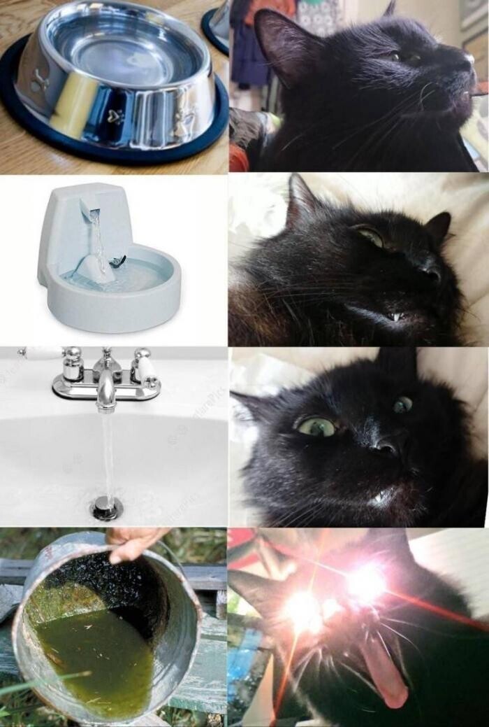 Смешные картинки от Чёрный кот за 29 июня 2020