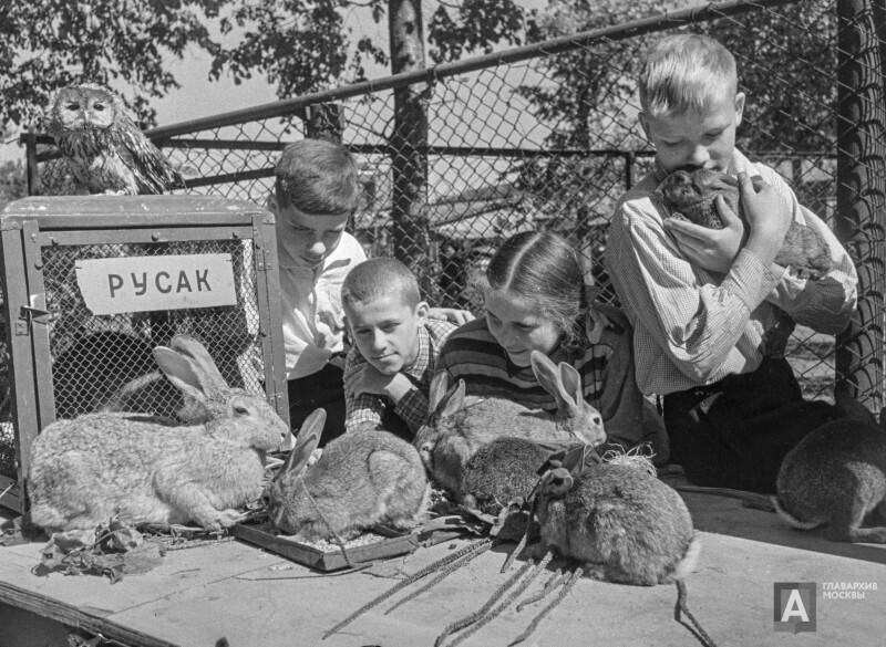 Юные натуралисты в гостях у своих питомцев. Московский зоопарк, 1953