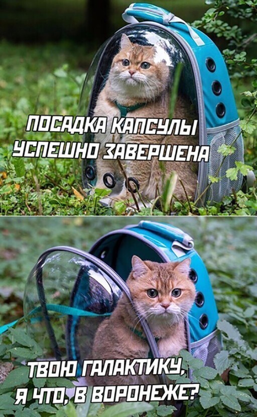 Прикольные и смешные картинки