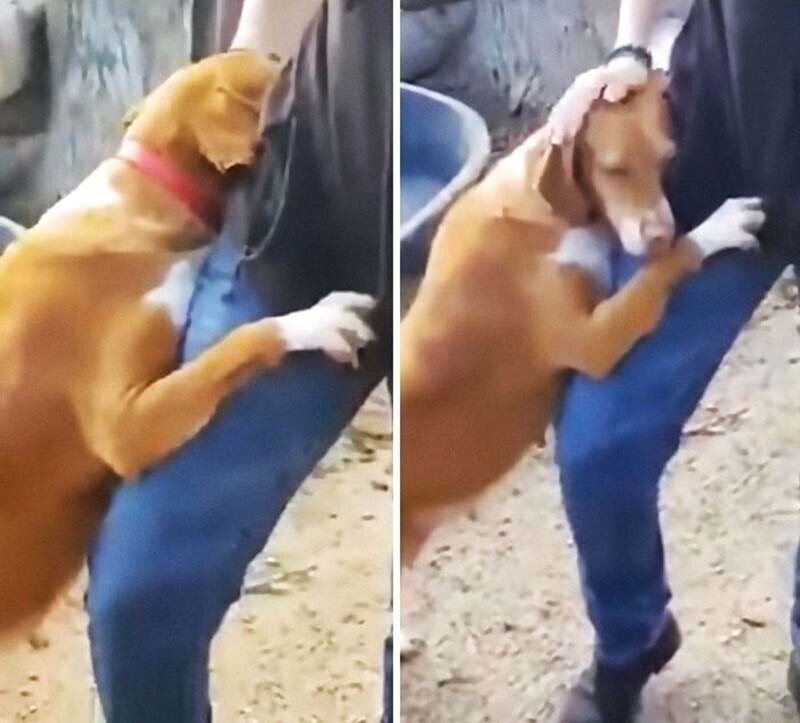 Спасенная с улицы собака обнимала репортера, пока он не забрал ее себе