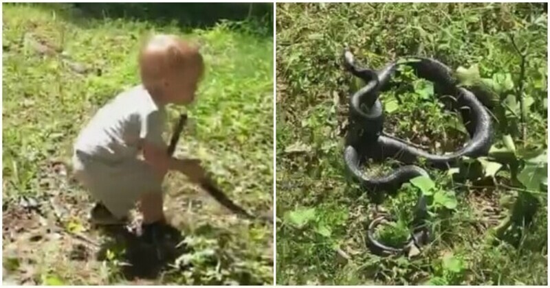 Мальчик случайно бросил собаке змею вместо палки
