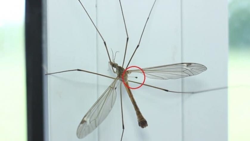 Зачем комары так противно пищат? Они же себя раскрывают!