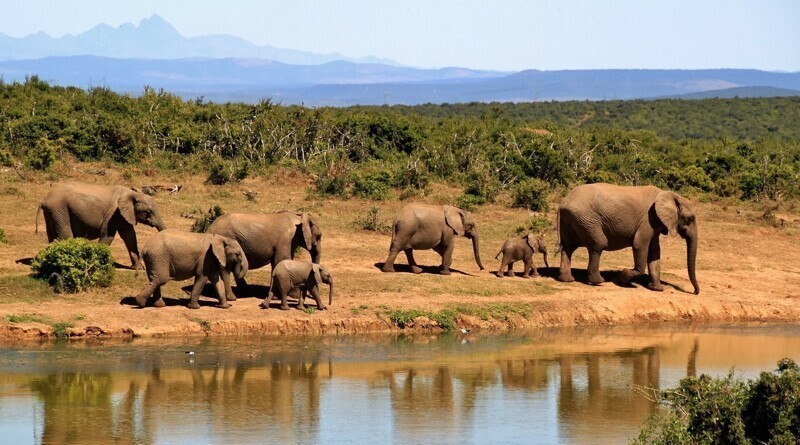 В Ботсване по неизвестной причине гибнут сотни слонов