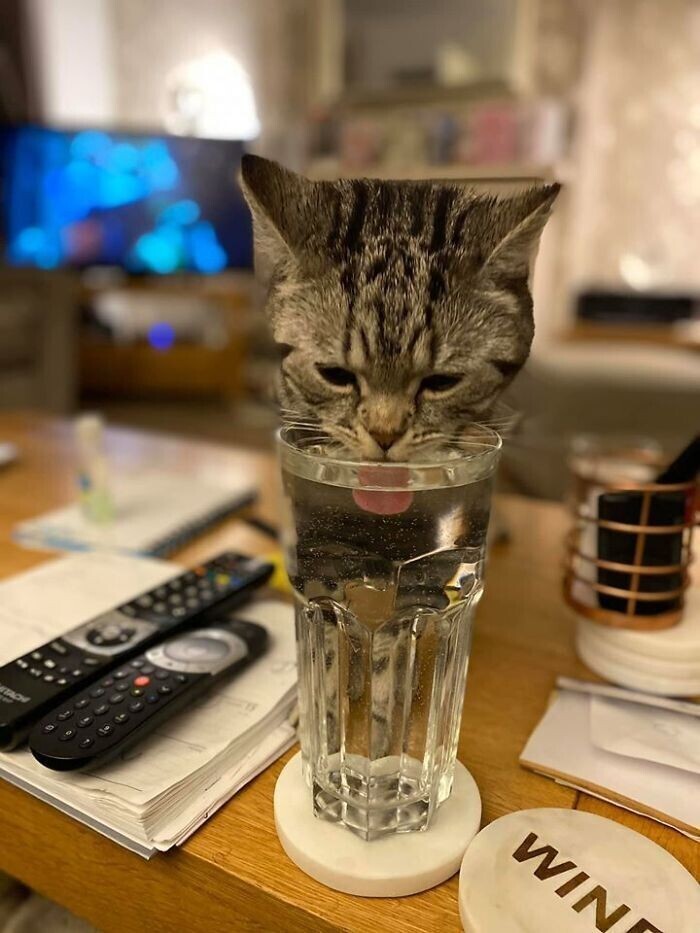 "Это мой дом, мой стакан воды и не мой кот, который бесцеремонно забежал ко мне домой!"