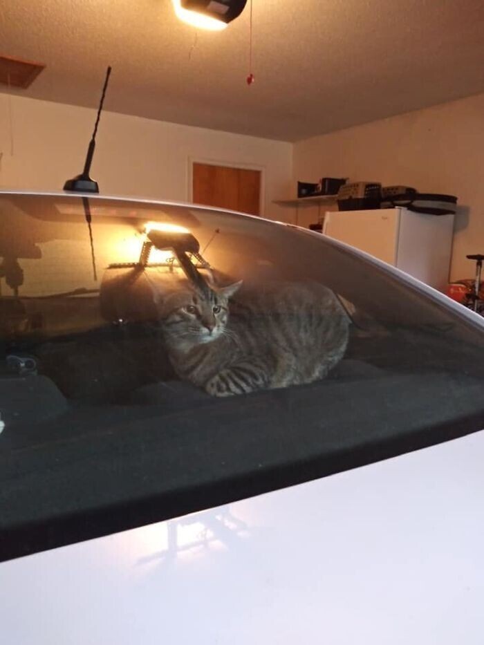 "Это моя машина, но не моя кошка"