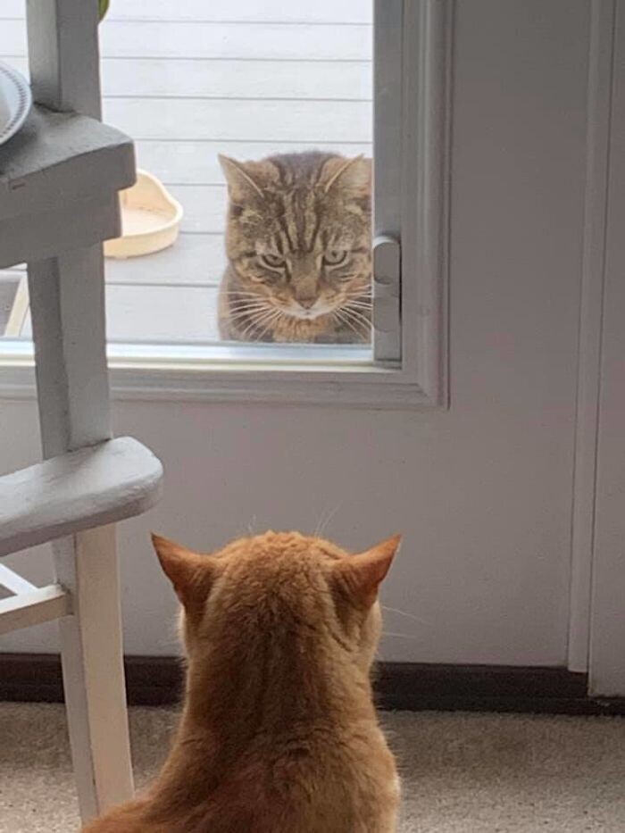 "У нас нет кошек. Эти двое решили поиграть в гляделки через нашу дверь"