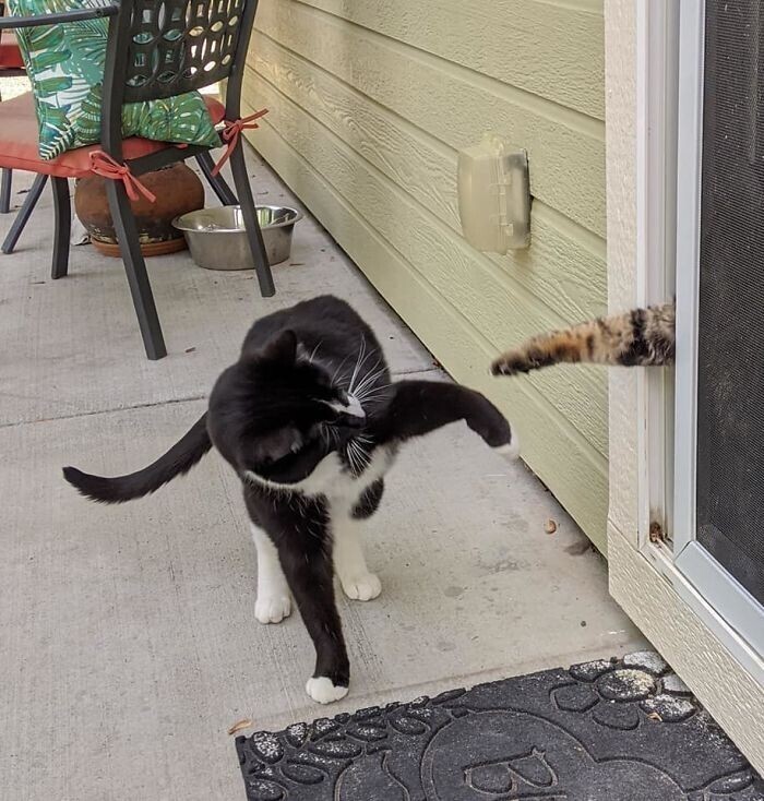 "Моя кошка через дверь играет с бездомным котом"