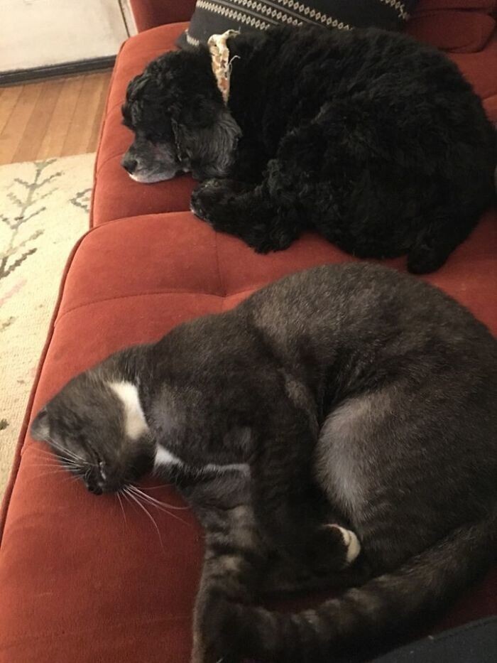 "Моя собака, мой диван. Не моя кошка"
