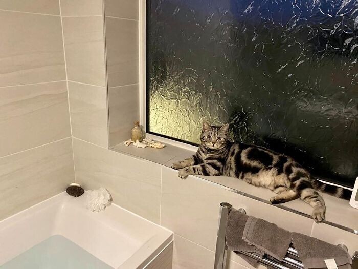"Моя ванная, не мой кот. Это соседский котяра Тед"