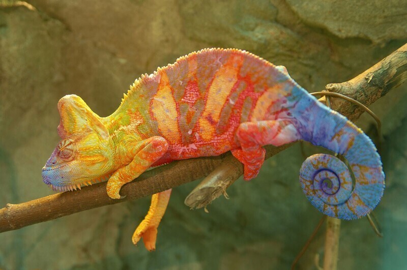 Хамелеоны никогда не меняют свой цвет в зависимости от окружающего фона