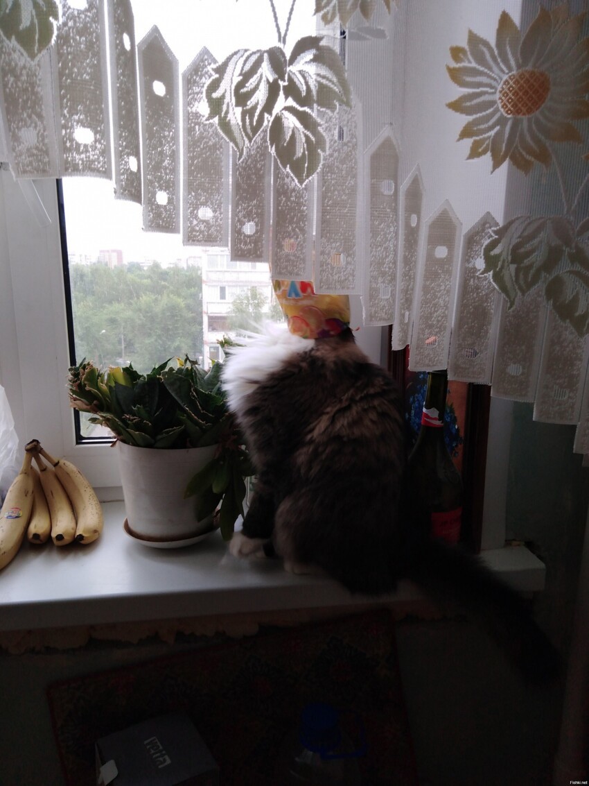 Это мы, сутра, ждём когда поесть сделают