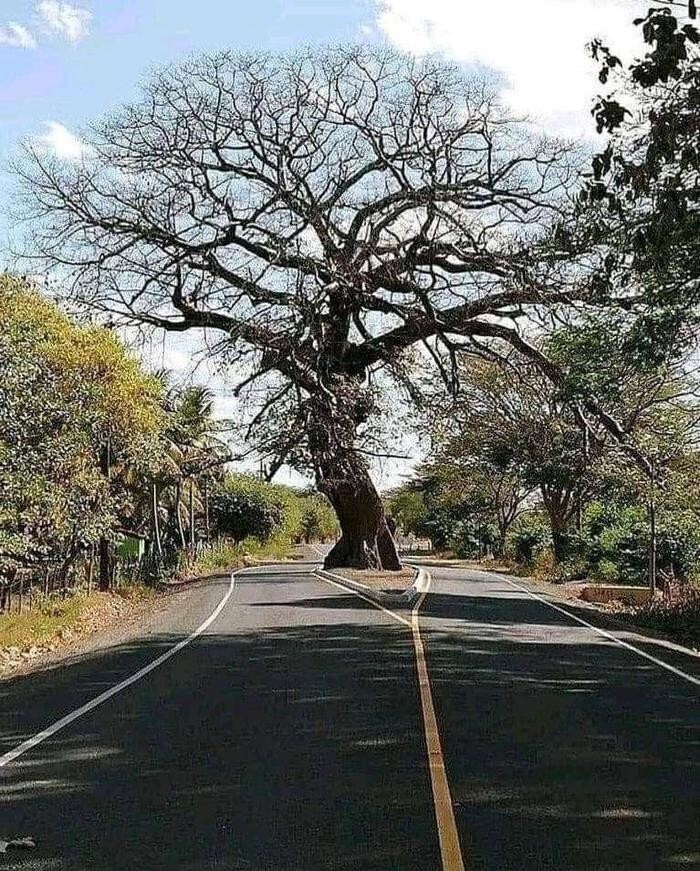 Дерево посреди дороги