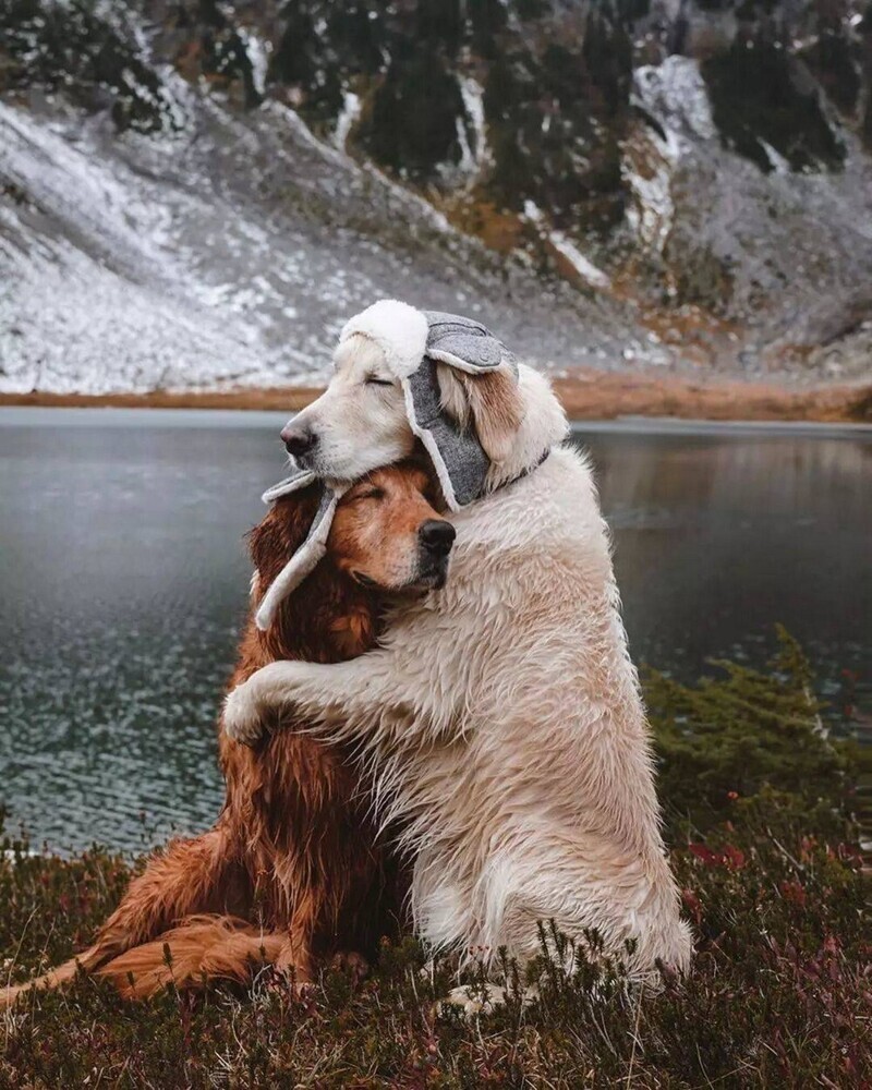 Собаки обнимаются