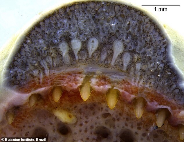 Ученые нашли в Бразилии первую амфибию с полным ртом яда
